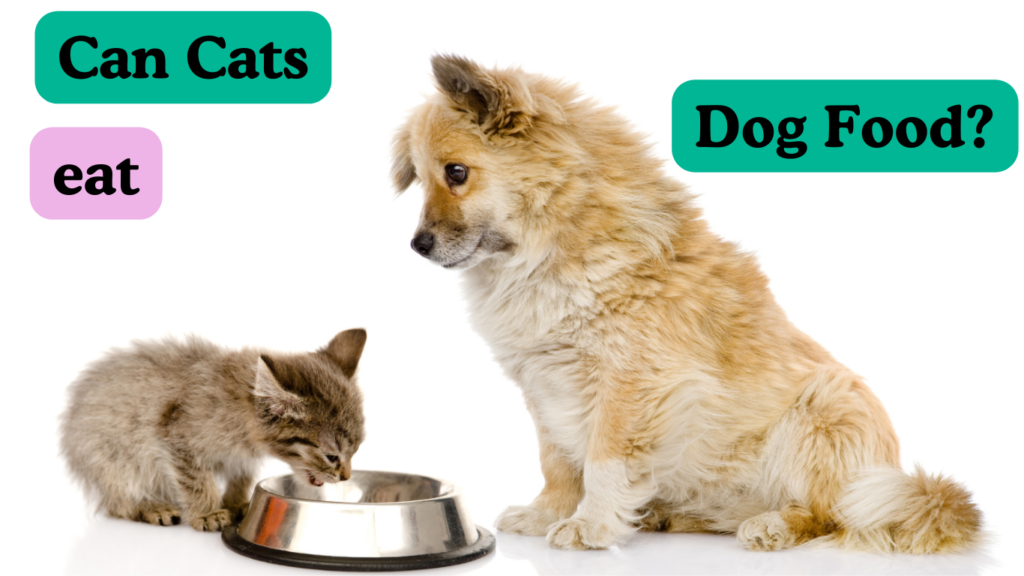 can cats eat dog food?