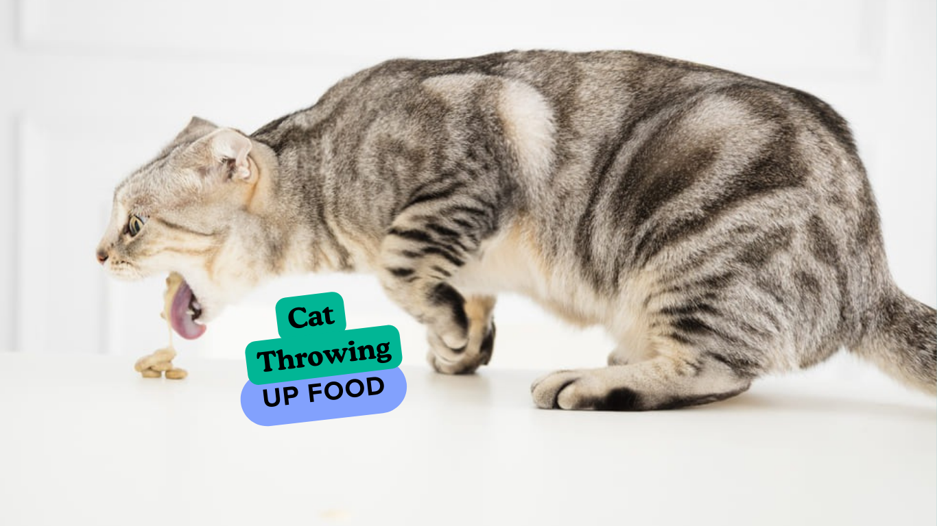 Cat Throwing up food