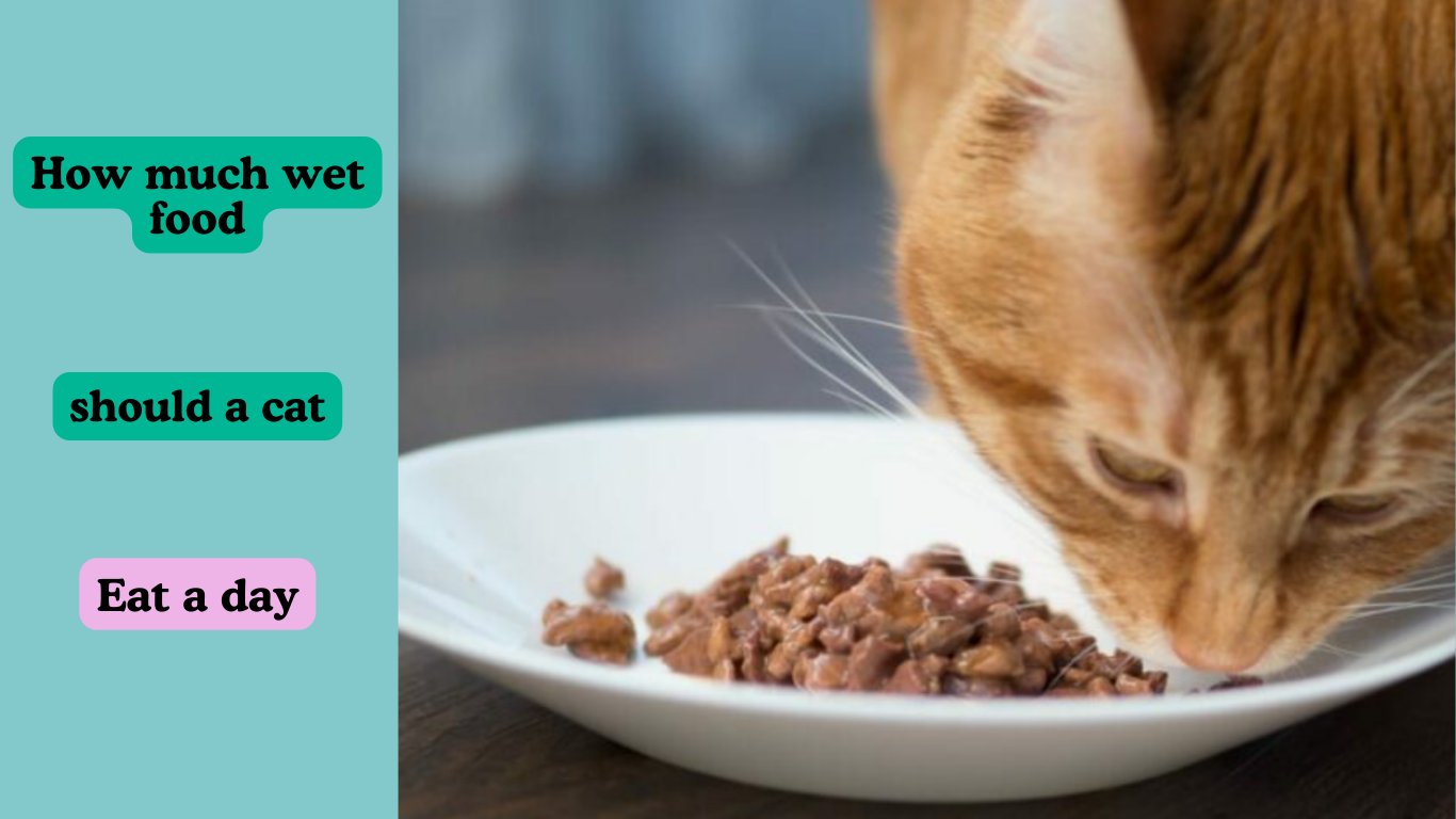 How Much Wet Food Should a Cat Eat a Day