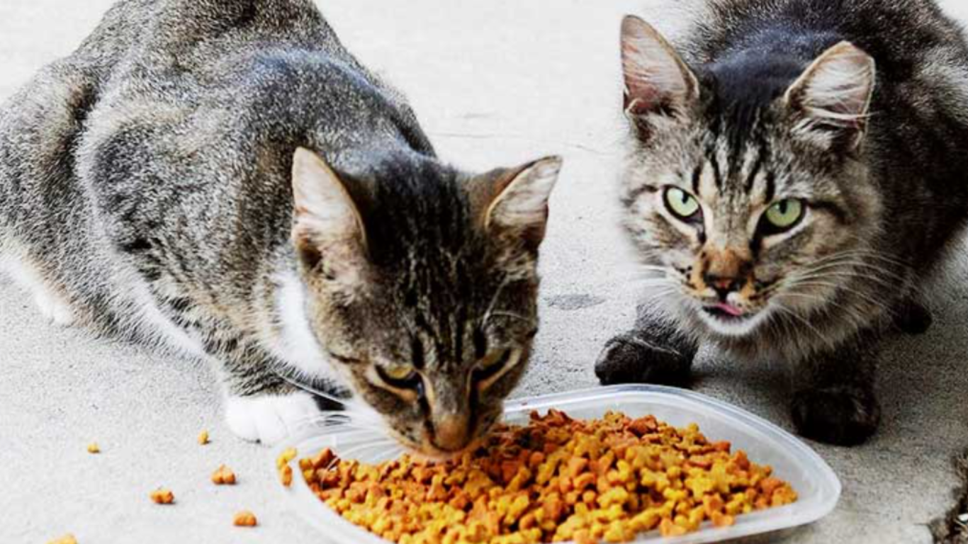 How Much dry food to feed a cat