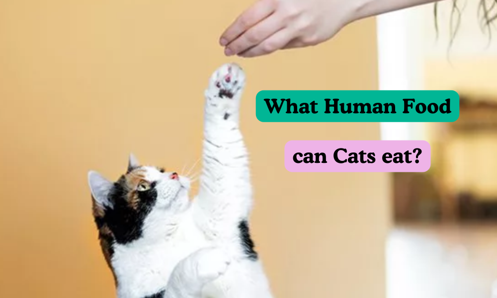 What Human Food can cats eat