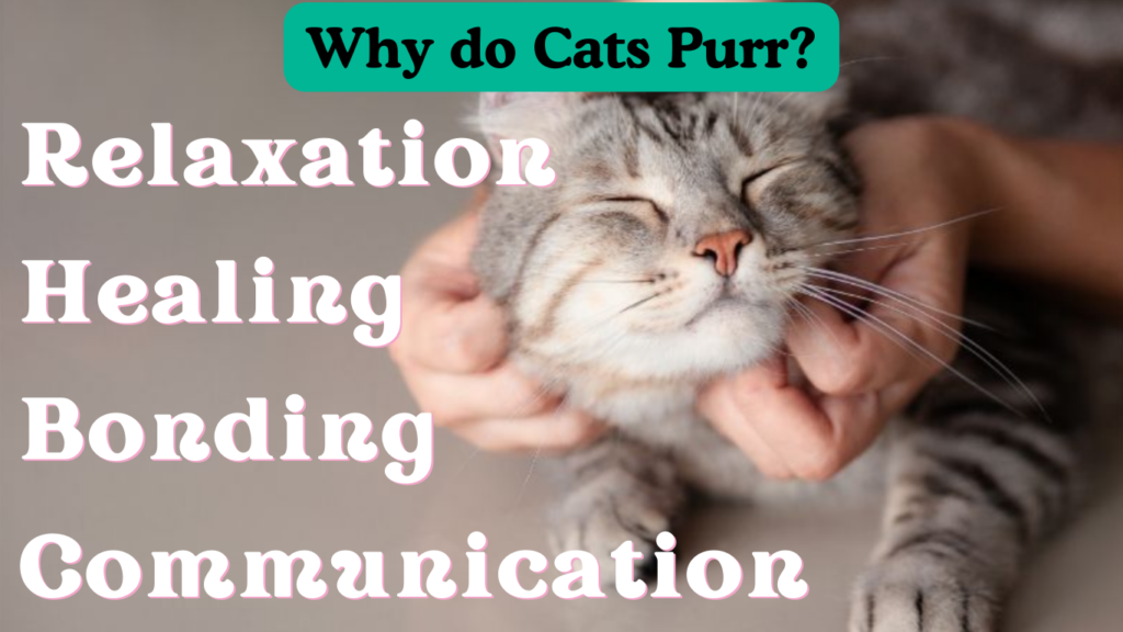 Why do Cats Purr