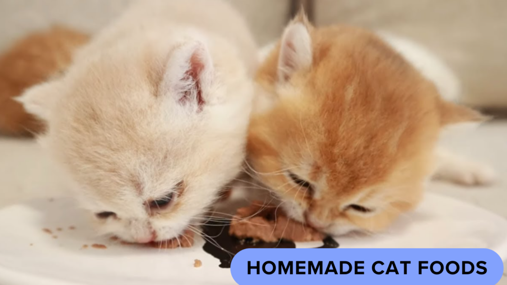 homemade cat food