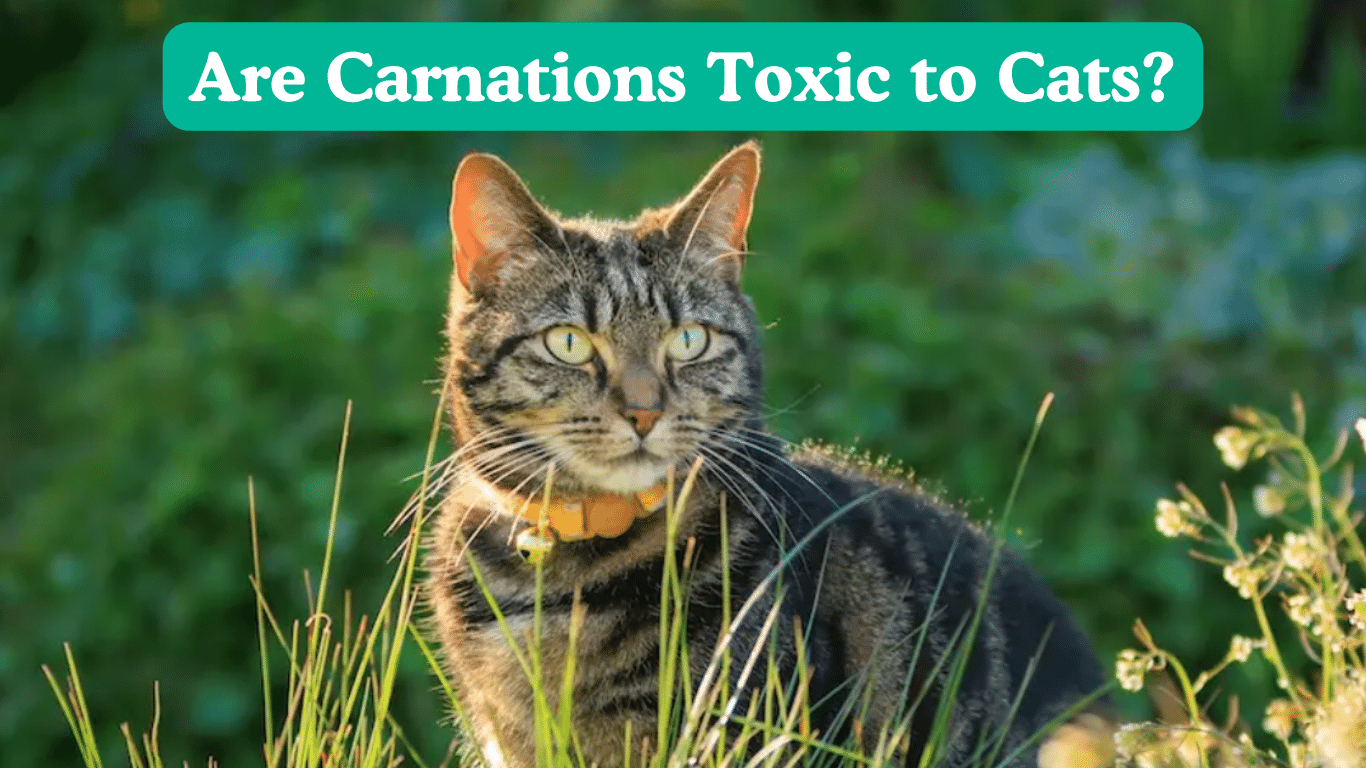 Are Carnations Toxic to Cats