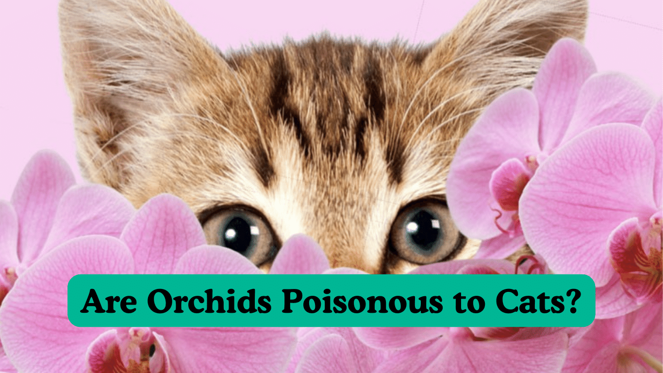 Are Orchids Poisonous to Cats?