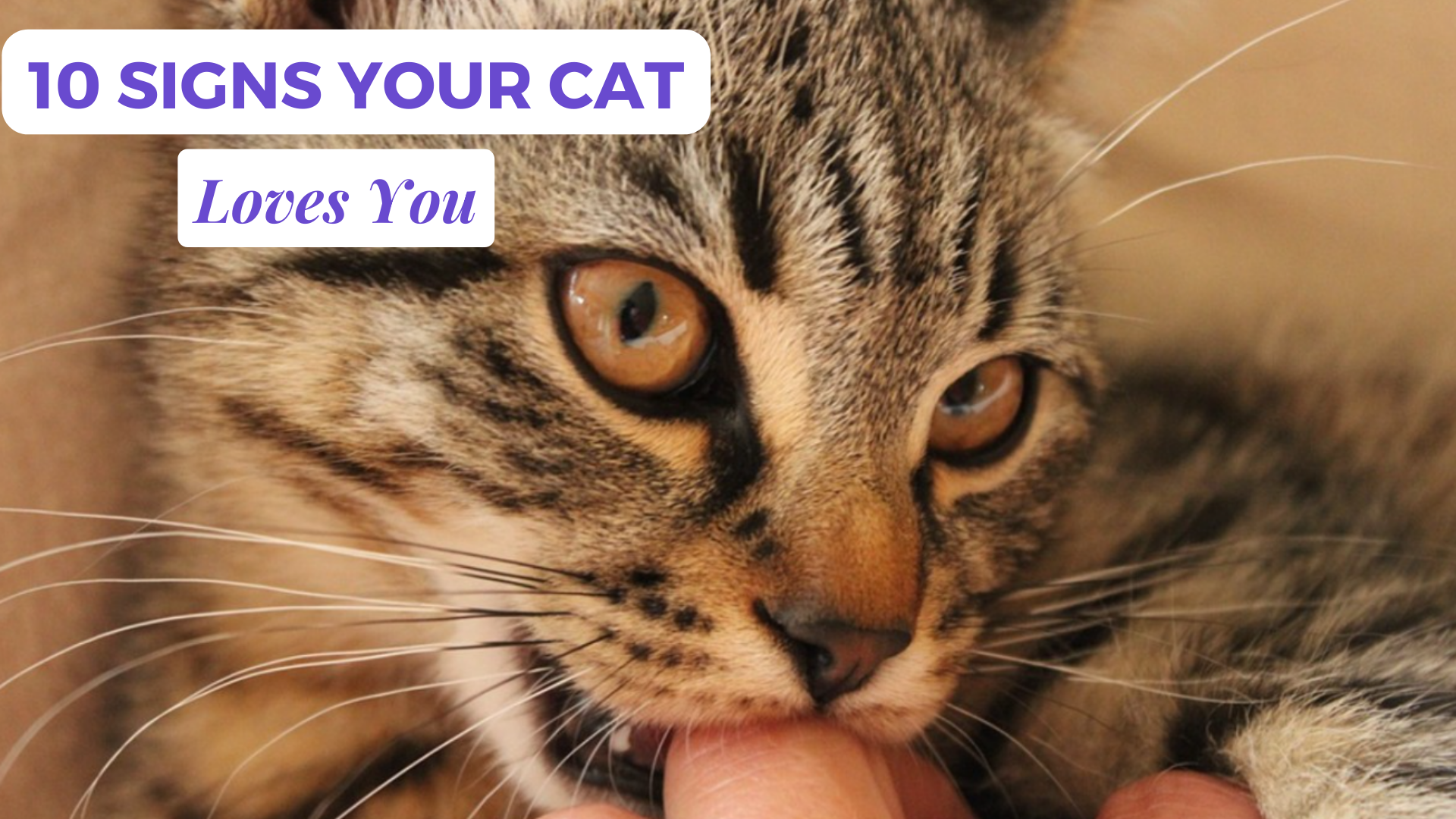 Signs Your Cat Loves You