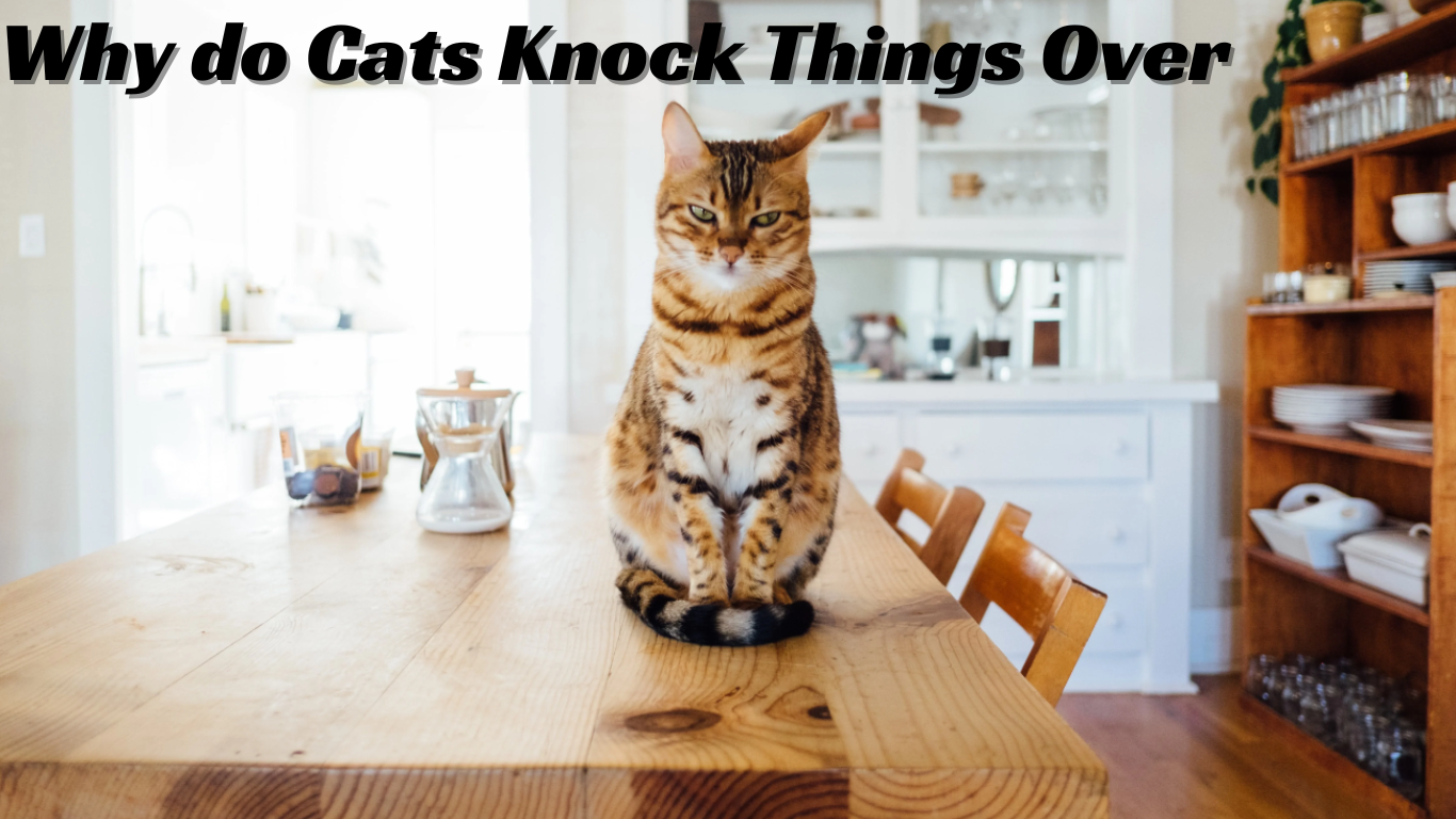 Why do Cats Knock Things Over