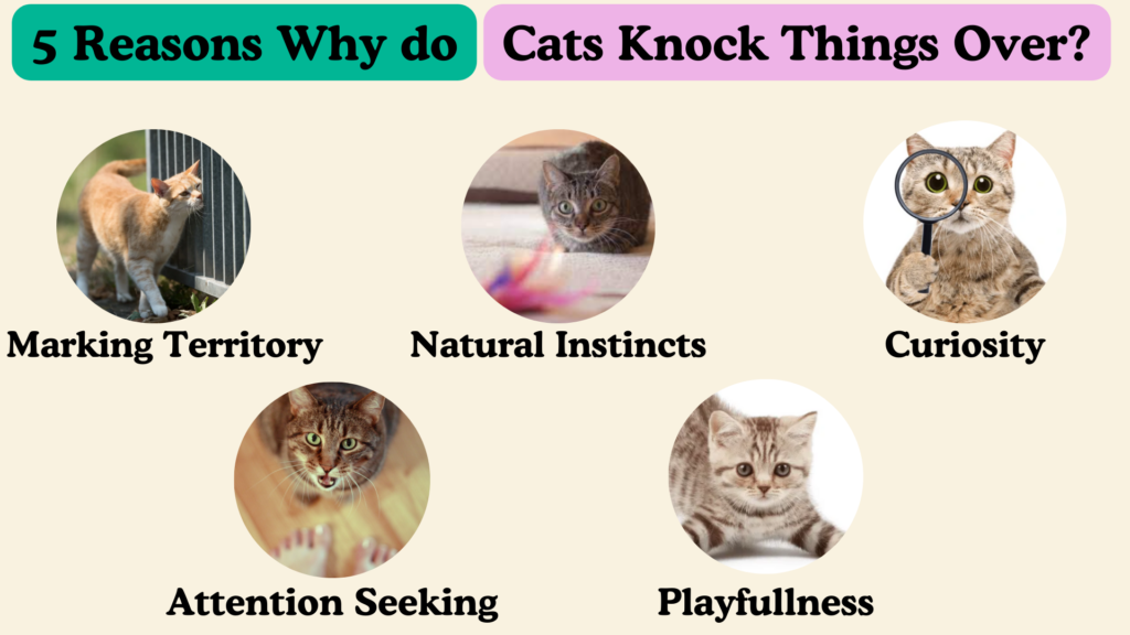 Why do Cats Knock Things Over?