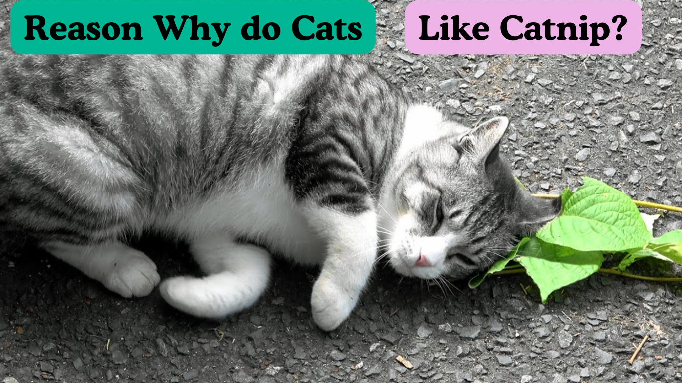 Why do Cats Like Catnip