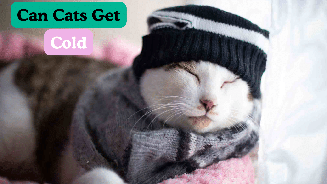 can cats get colds