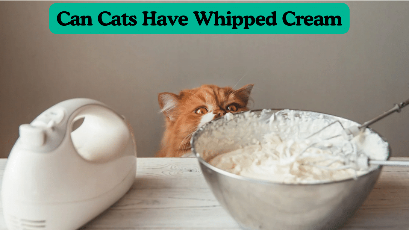 Can Cats Have Whipped Cream