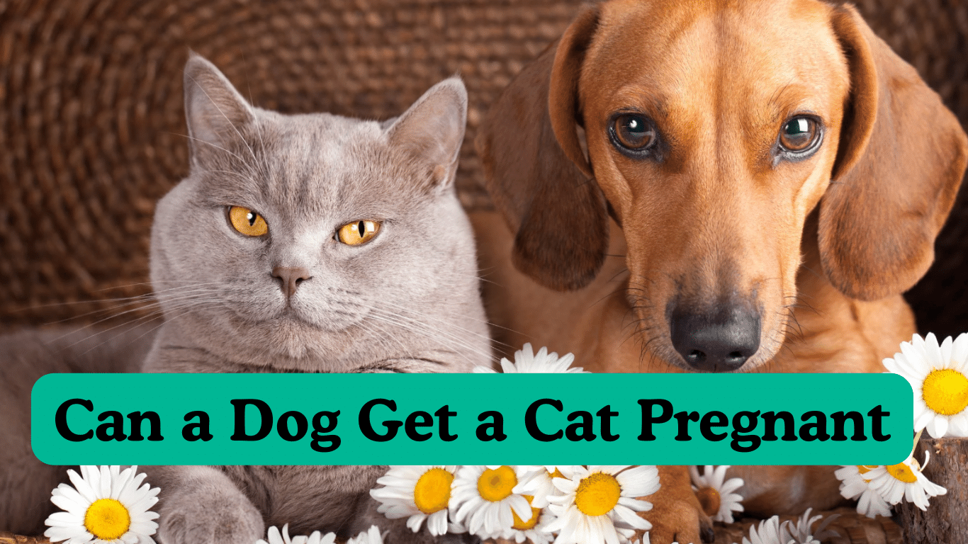 Can a Dog Get a Cat Pregnant