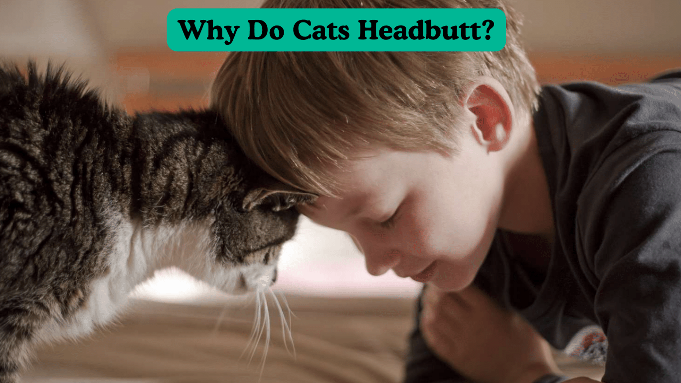 Why Do Cats Headbutt