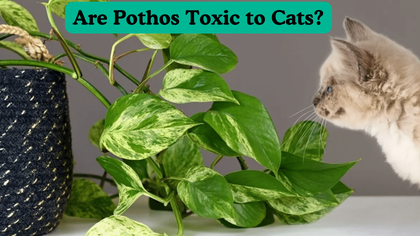 are pothos toxic to cats