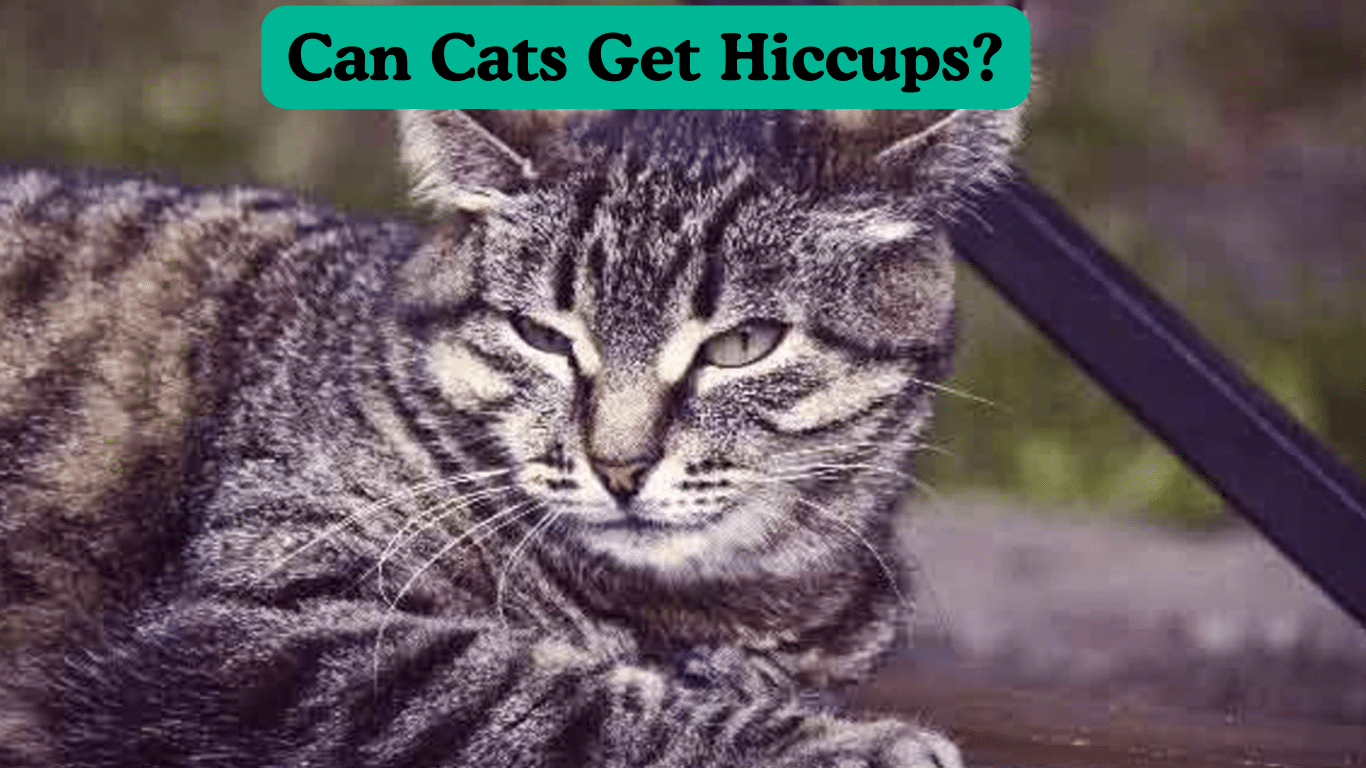 can cats get hiccups