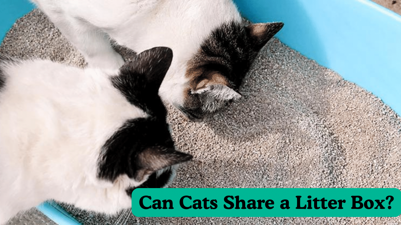 can cats share a litter box