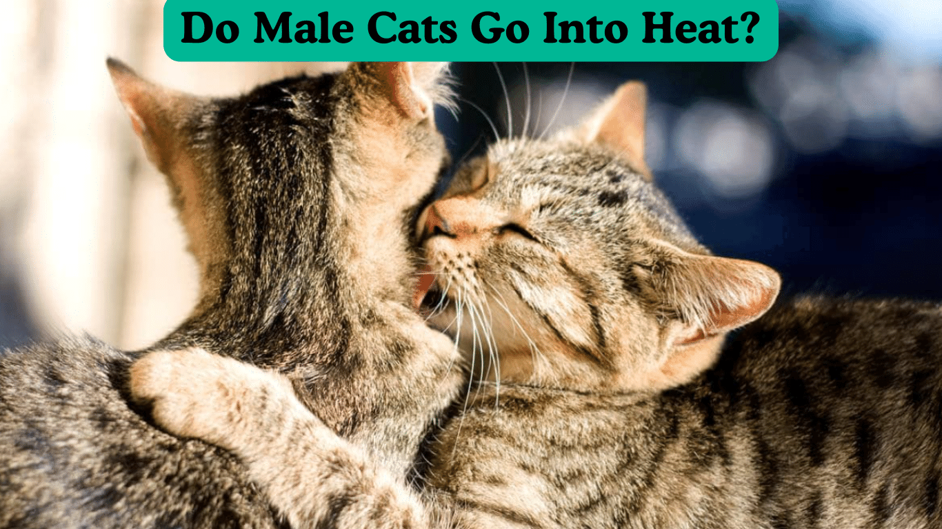 Do Male Cats Go Into Heat